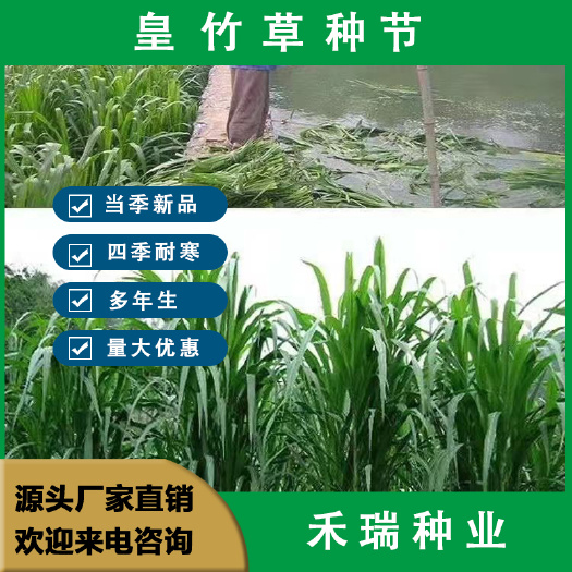 皇竹草种节   甜象草种节   巨菌草种节养殖饲料猪牛羊