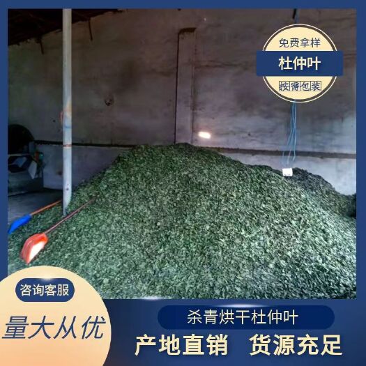 鄢陵县大量供应杜仲叶烘干杀青干杜仲产地直销绿叶无质