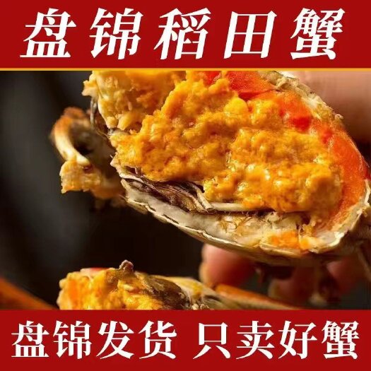 盘山县盘锦河蟹稻田蟹成蟹六月黄蟹各种规格大量现货质优价廉诚信经营