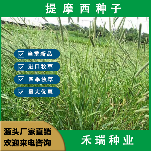 南京提摩西草种子，兔子草豚鼠荷兰猪龙猫提莫西草籽四季牧草籽猫尾草