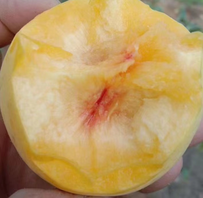 自家种的广元黄桃大概有几千斤