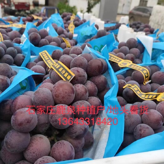 石家庄藤稔葡萄 高货 河北省石家庄鹿泉