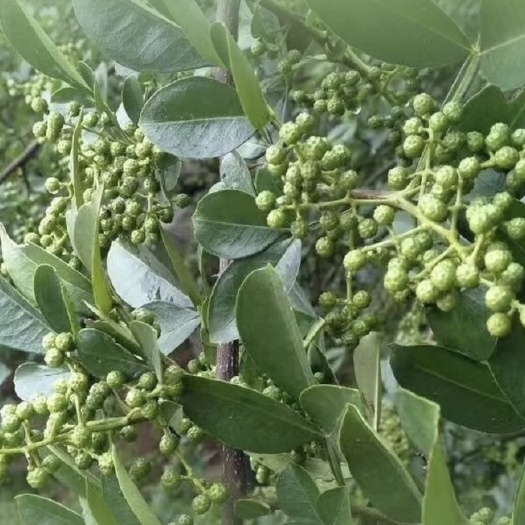 六盘水青鲜花椒