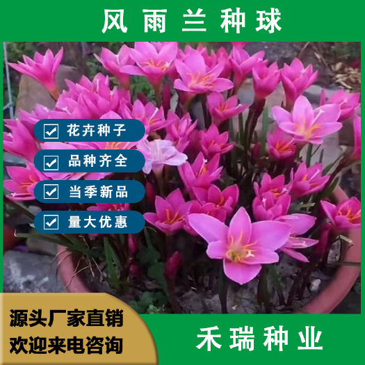 南京风雨兰种球，葱兰韭兰石蒜易种盆栽庭院绿化四季种植绿植花种子批