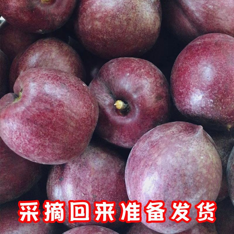 大果如皋紫桃新鲜血桃离核油桃酸甜口感现摘现发