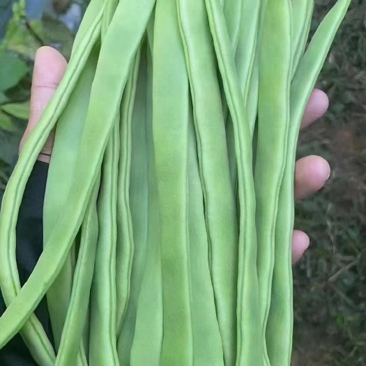 張北縣扁豆