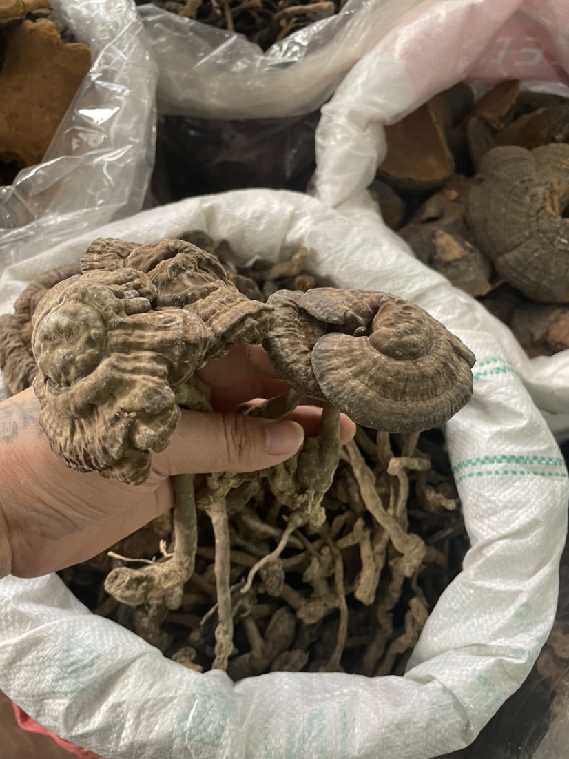 【包邮】新货香血灵芝黑肉灵芝黑灵芝质量保证