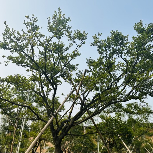 博罗县小叶紫檀盆栽 小叶紫檀