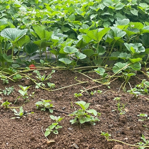 会泽县四季草莓 一级草莓苗