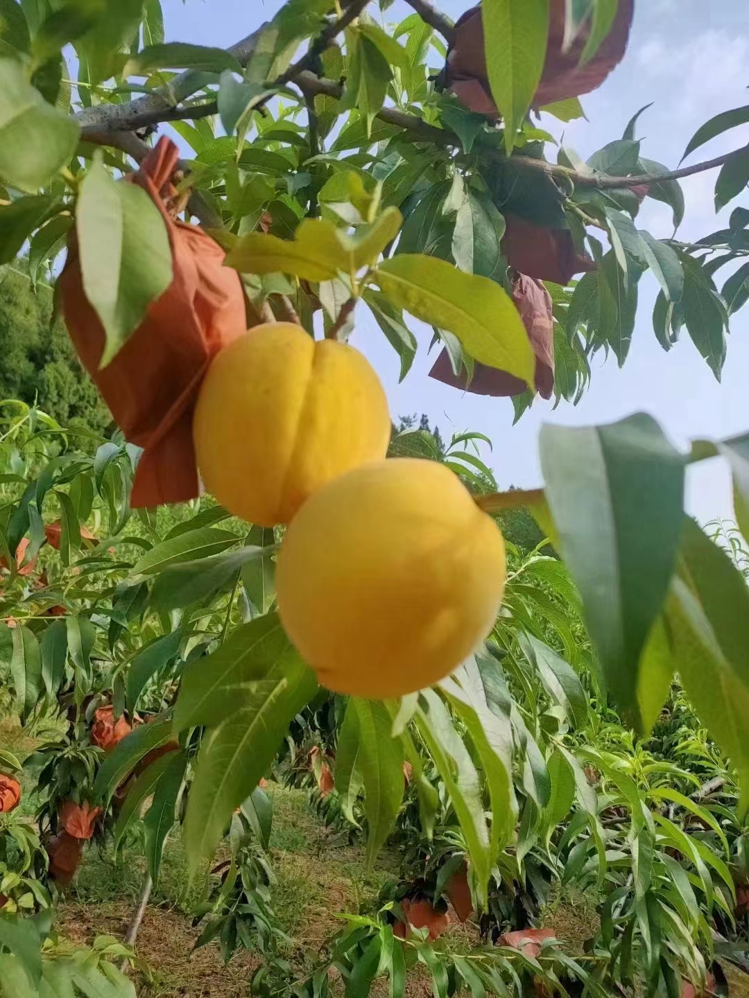 自家种的广元黄桃大概有几千斤