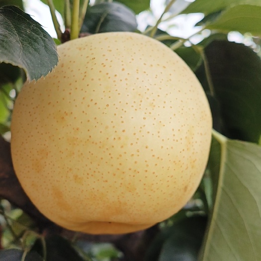 方城县黄金梨