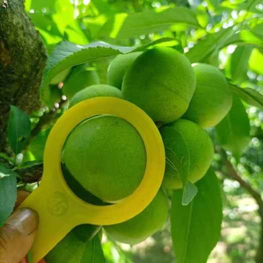 茂县四川汶川，茂县特色水果。主营：茂县青红羌脆李，脆甜可口