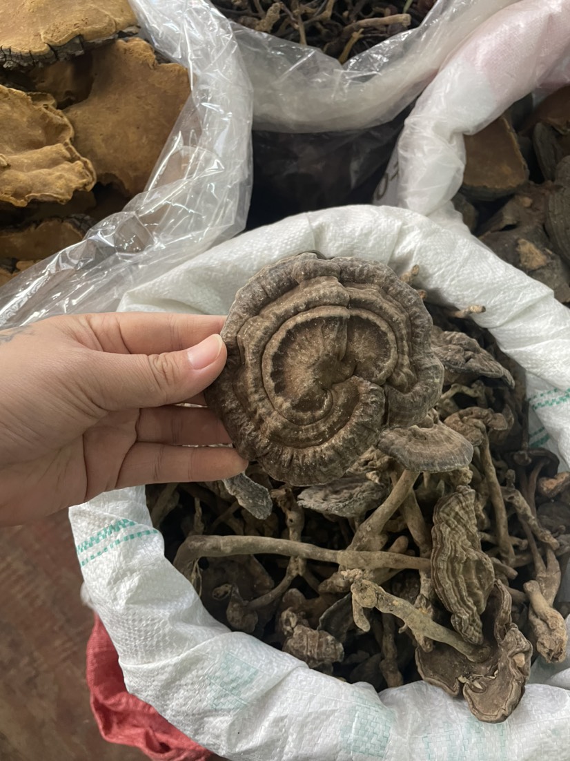 【包邮】新货香血灵芝黑肉灵芝黑灵芝质量保证