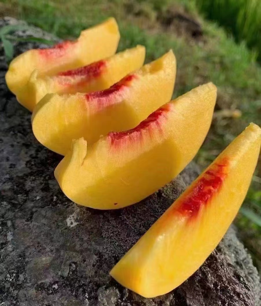 自家种的广元黄桃大概有几千斤