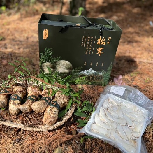 昆明香格里拉高海拔雪山新鲜松茸产地直销