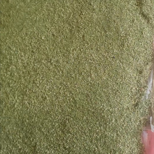阳信县槐米