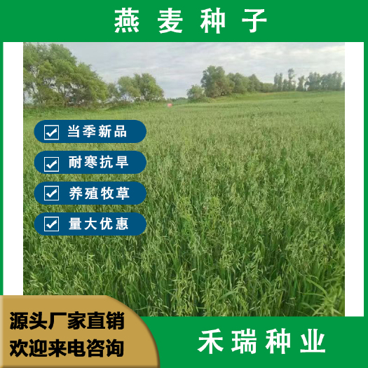 燕麦种子，牧草种子，喂养养殖牛羊鸡鸭鱼鹅草籽，牧草种子批发