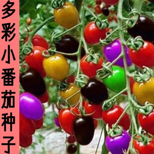 五彩番茄种子西红柿种籽多彩圣女果小番茄籽庭院盆栽水果番茄种