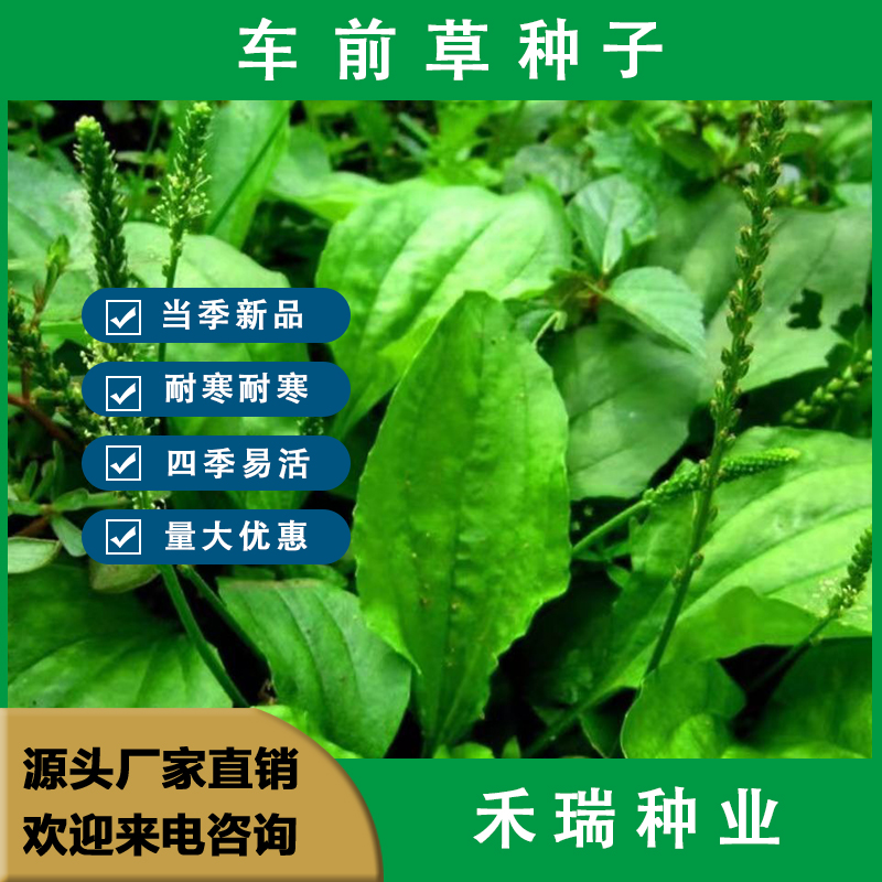 南京车前草车种子，野菜种子车草种子四季蔬菜种植菜园庭院种子批发