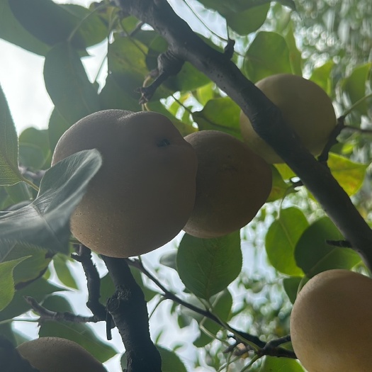 武义县黄花梨