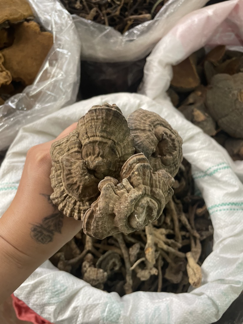 【包邮】新货香血灵芝黑肉灵芝黑灵芝质量保证