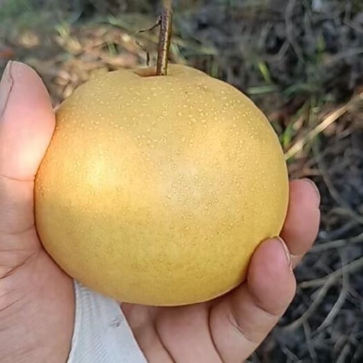 三台县圆黄梨