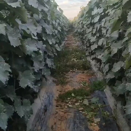 卢龙县2年生巨峰葡萄苗阳光玫瑰葡萄苗大量出售