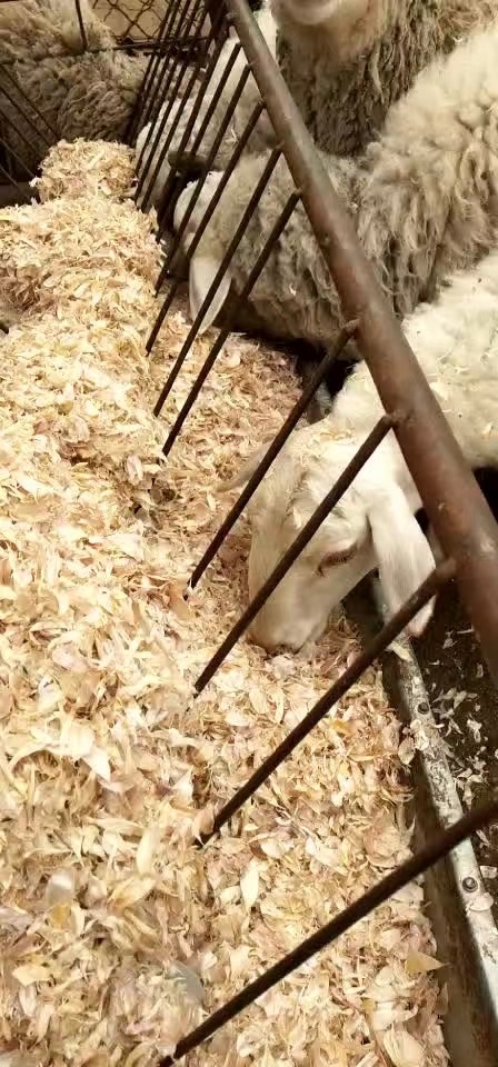兰陵县大蒜皮