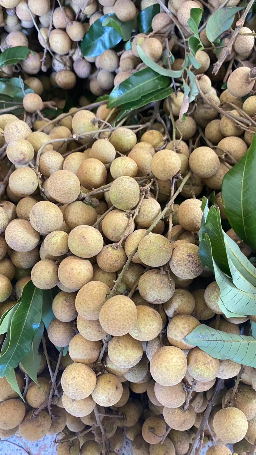 广西平南县石硖龙眼上市了，肉厚核小，价格优惠，一手货源