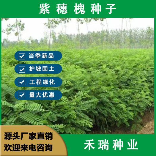 紫穗槐种子  刺槐种籽 护坡高速公路绿化灌木耐旱耐寒