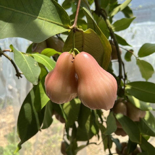 香水莲雾（品种）