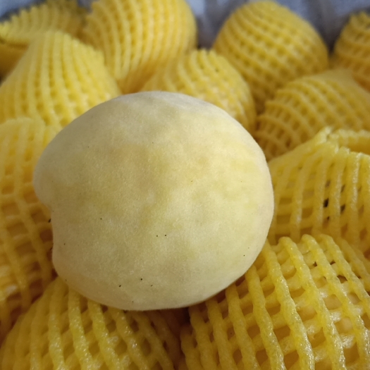 屏山县枇杷，李子，黄桃