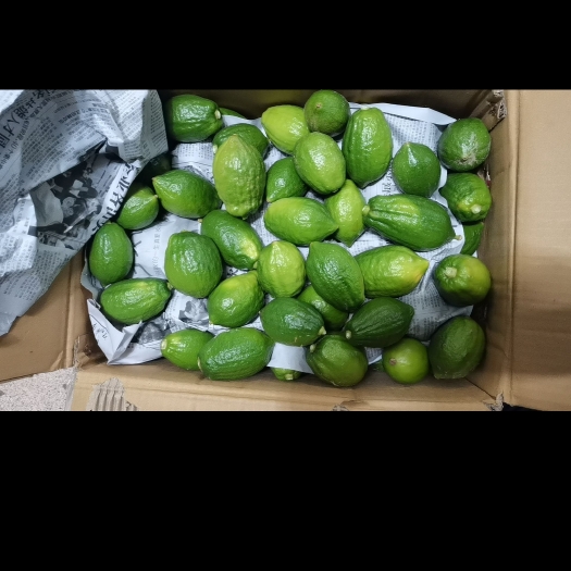 普宁市广东无籽香水柠檬