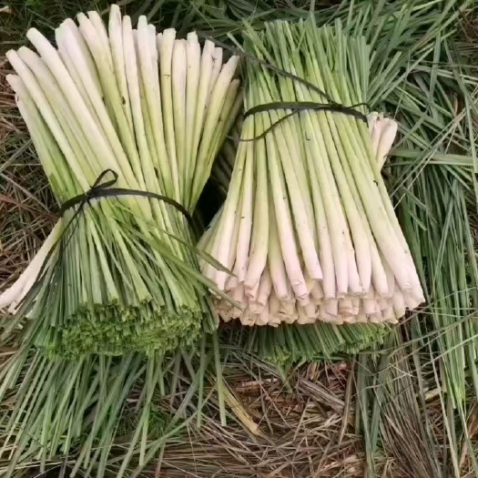 广州香茅草