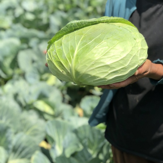 六盘水平包菜  品质好  量大优先