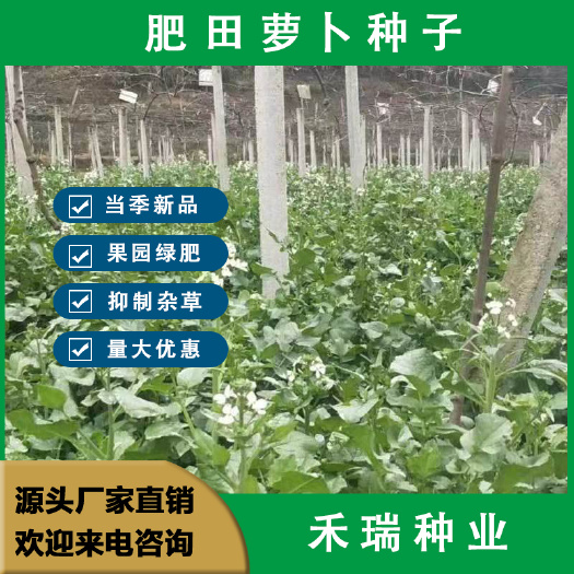 南京肥田萝卜种子，白萝卜种子，果园绿肥草种子除草青饲耐贫瘠