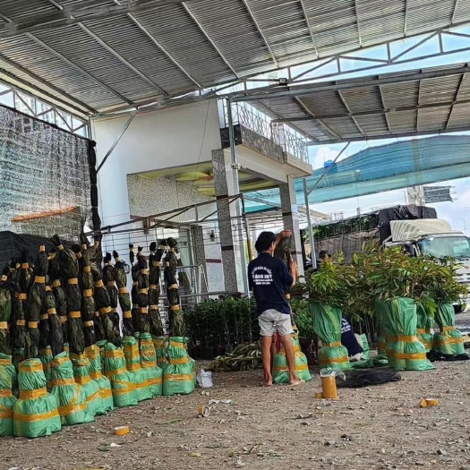 龙州县大量供应越南榴莲苗