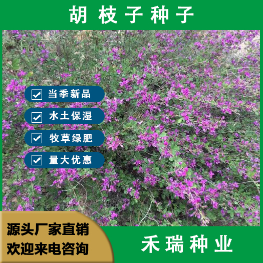 南京护坡花灌木种子 胡枝子种子别名胡枝条扫皮随军茶四季可播