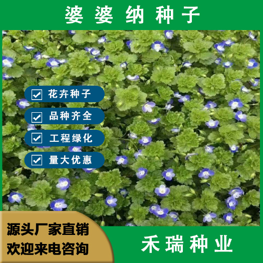 地被婆婆纳花籽种子 花草 家庭院室内阳台种盆栽易种花卉植物种
