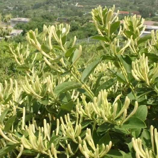 隆回县小沙江土特产