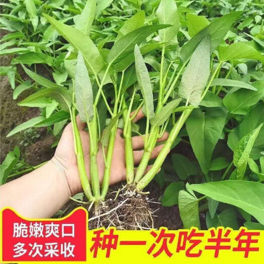 成都三叉空心菜种子泰国柳叶空心菜种籽四季种植蔬菜种子大叶空心菜种