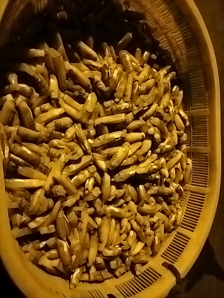 福州琅岐天然海蛏50斤福州市包送