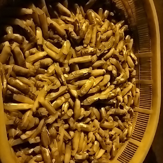 福州福州琅岐天然海蛏50斤福州市包送
