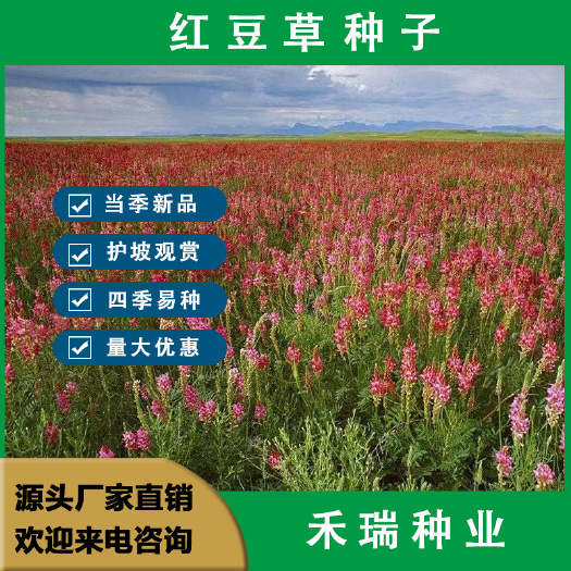 红豆草种子 驴食豆青饲牧草 林田果园绿肥固氮 景观花卉 蜜源