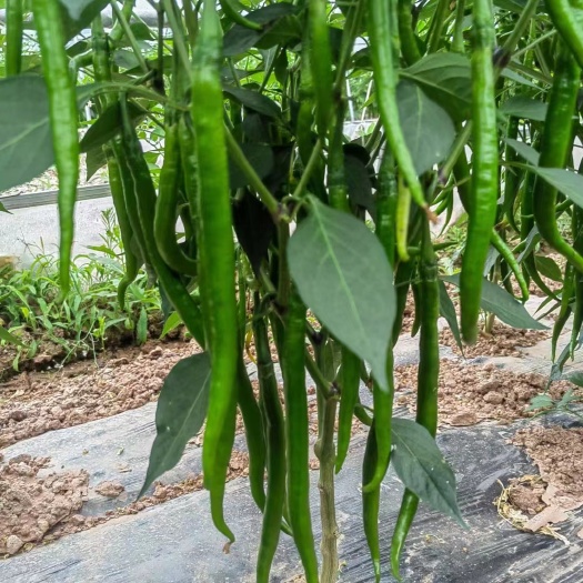 成县甘肃省陇南市成县青椒二荆条辣椒鲜椒线椒