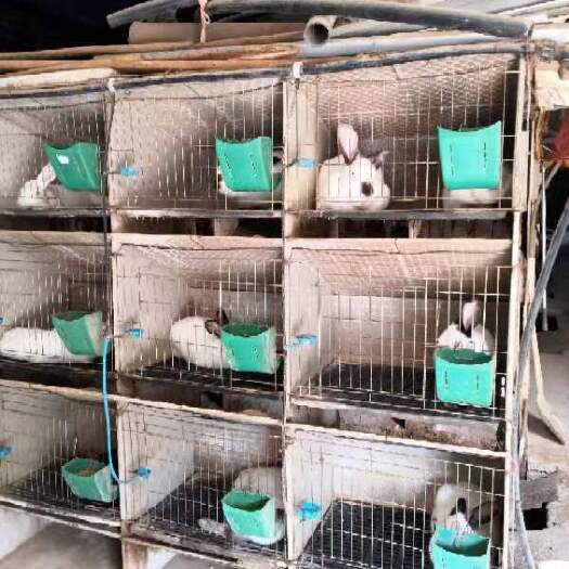 陆良县肉兔/商品兔/种兔出售