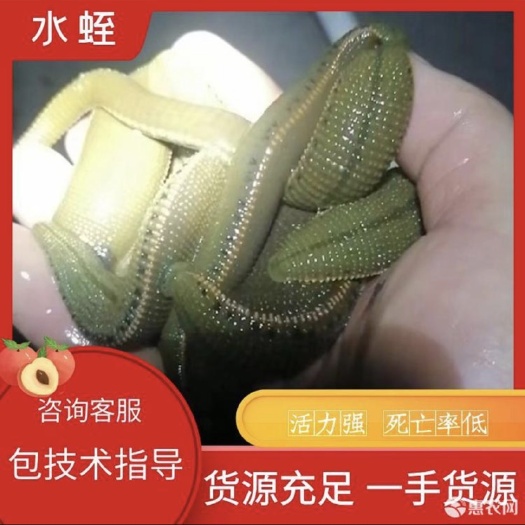 菲牛蛭鲜货成品