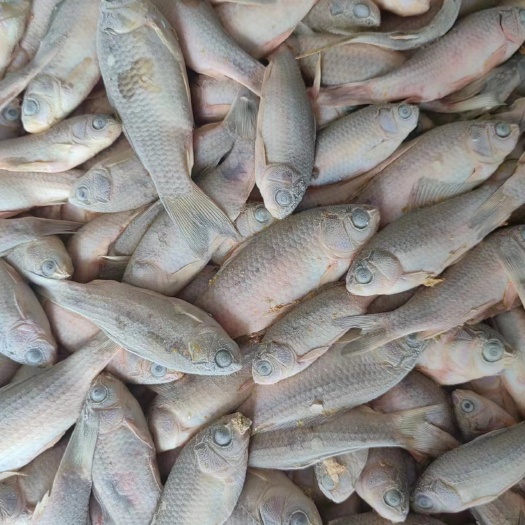 杜尔伯特冻板白磷鲫鱼，甲鱼，黄鳝，娃娃鱼都可用