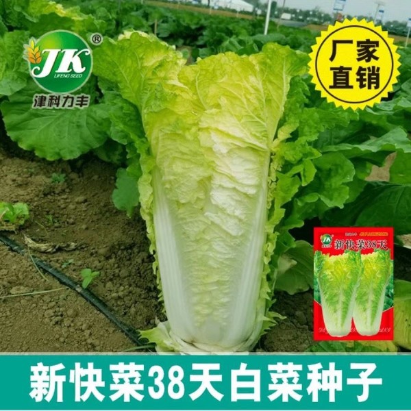 四季播种快菜38大白菜种子早熟易种黄心快菜秋季蔬菜种子