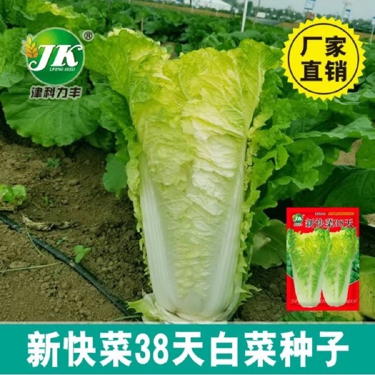 长沙四季播种快菜38大白菜种子早熟易种黄心快菜秋季蔬菜种子